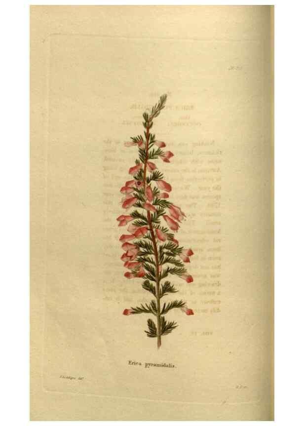 Reproducción/Reproduction 48636985478: The botanical cabinet. London :John & Arthur Arch ...,1817-1833.. 