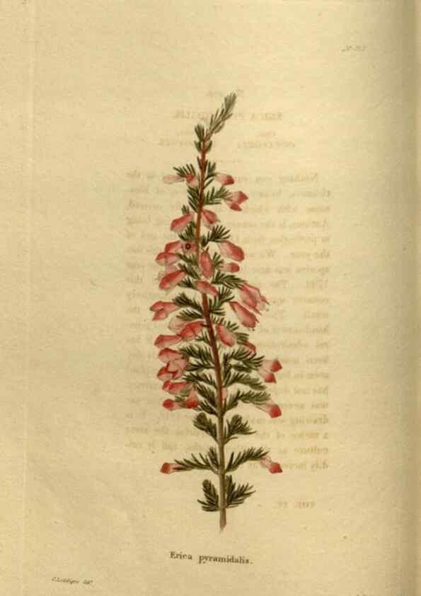 Reproducción/Reproduction 48636985478: The botanical cabinet. London :John & Arthur Arch ...,1817-1833.. 