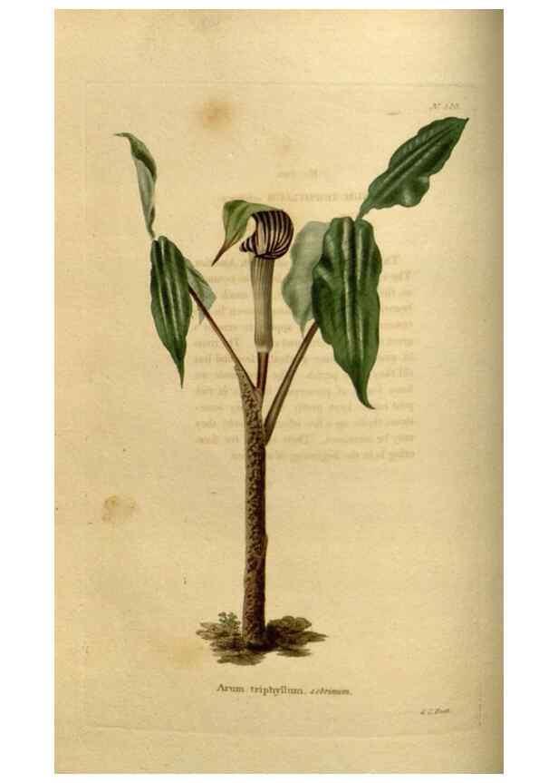 Reproducción/Reproduction 48636985843: The botanical cabinet. London :John & Arthur Arch ...,1817-1833.. 