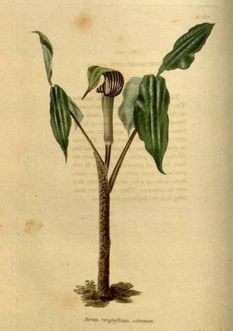 Reproducción/Reproduction 48636985843: The botanical cabinet. London :John & Arthur Arch ...,1817-1833.. 