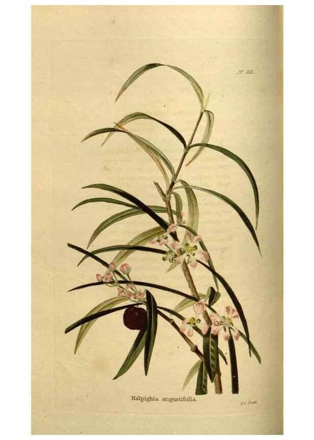 Reproducción/Reproduction 48637337466: The botanical cabinet. London :John & Arthur Arch ...,1817-1833.. 