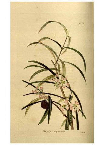 Reproducción/Reproduction 48637337466: The botanical cabinet. London :John & Arthur Arch ...,1817-1833.. 
