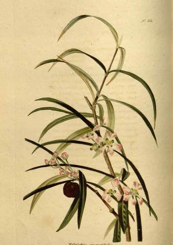 Reproducción/Reproduction 48637337466: The botanical cabinet. London :John & Arthur Arch ...,1817-1833.. 
