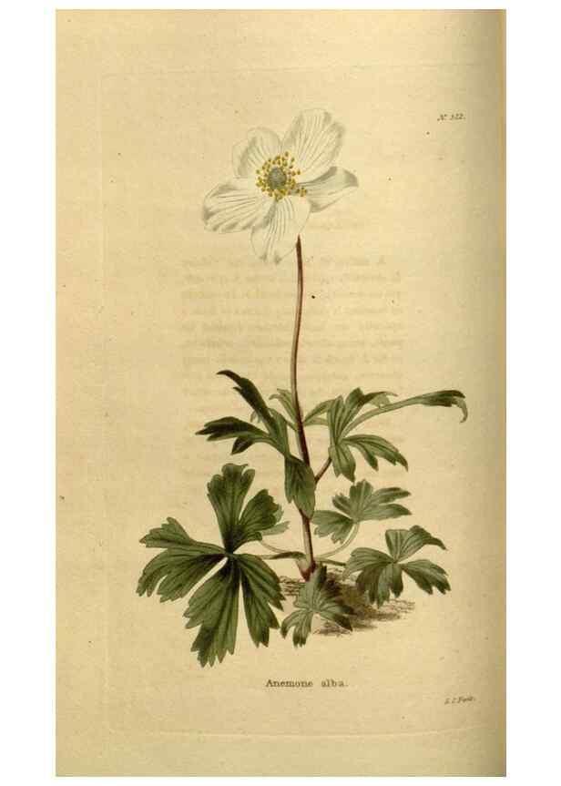 Reproducción/Reproduction 48637337786: The botanical cabinet. London :John & Arthur Arch ...,1817-1833.. 