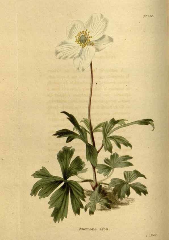 Reproducción/Reproduction 48637337786: The botanical cabinet. London :John & Arthur Arch ...,1817-1833.. 
