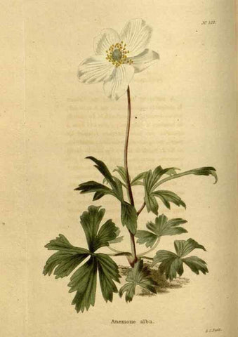Reproducción/Reproduction 48637337786: The botanical cabinet. London :John & Arthur Arch ...,1817-1833.. 