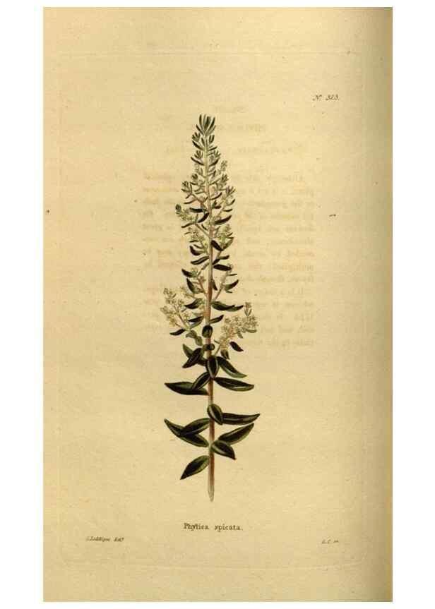 Reproducción/Reproduction 48637338196: The botanical cabinet. London :John & Arthur Arch ...,1817-1833.. 
