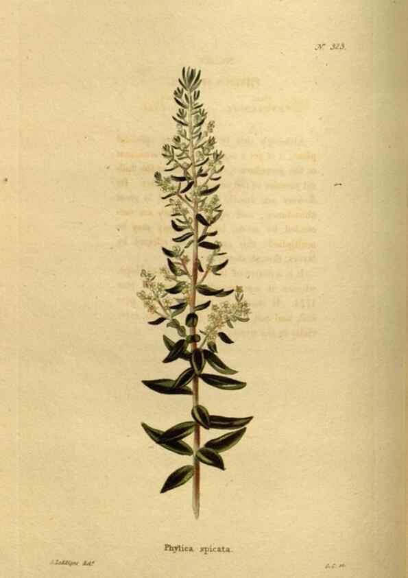 Reproducción/Reproduction 48637338196: The botanical cabinet. London :John & Arthur Arch ...,1817-1833.. 