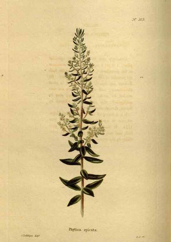 Reproducción/Reproduction 48637338196: The botanical cabinet. London :John & Arthur Arch ...,1817-1833.. 