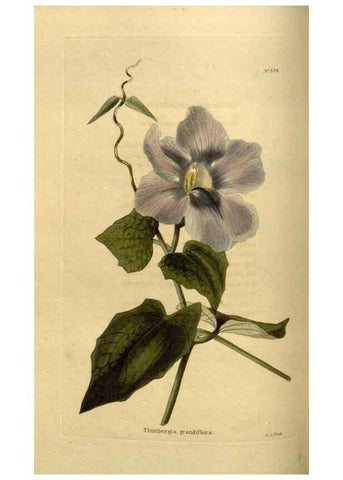 Reproducción/Reproduction 48636987183: The botanical cabinet. London :John & Arthur Arch ...,1817-1833.. 