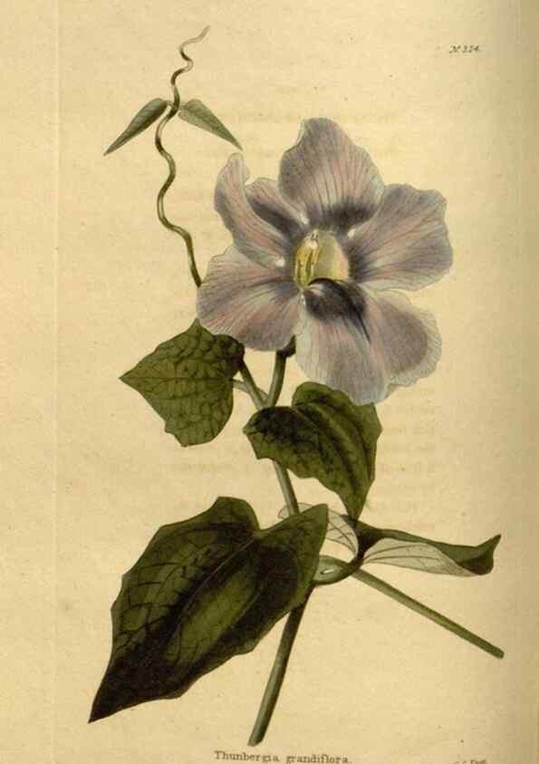 Reproducción/Reproduction 48636987183: The botanical cabinet. London :John & Arthur Arch ...,1817-1833.. 