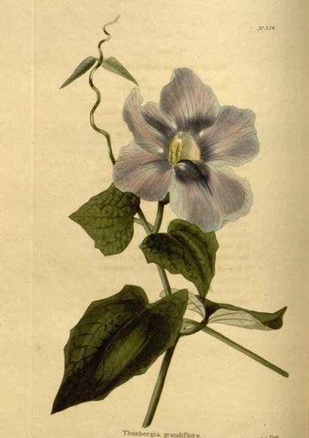 Reproducción/Reproduction 48636987183: The botanical cabinet. London :John & Arthur Arch ...,1817-1833.. 
