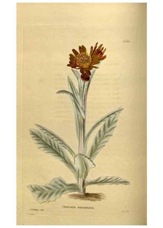Reproducción/Reproduction 48636987563: The botanical cabinet. London :John & Arthur Arch ...,1817-1833.. 