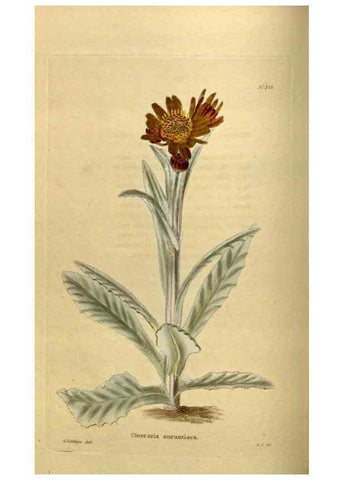 Reproducción/Reproduction 48636987563: The botanical cabinet. London :John & Arthur Arch ...,1817-1833.. 