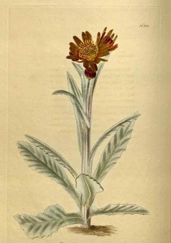Reproducción/Reproduction 48636987563: The botanical cabinet. London :John & Arthur Arch ...,1817-1833.. 
