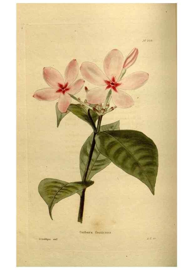 Reproducción/Reproduction 48636987883: The botanical cabinet. London :John & Arthur Arch ...,1817-1833.. 