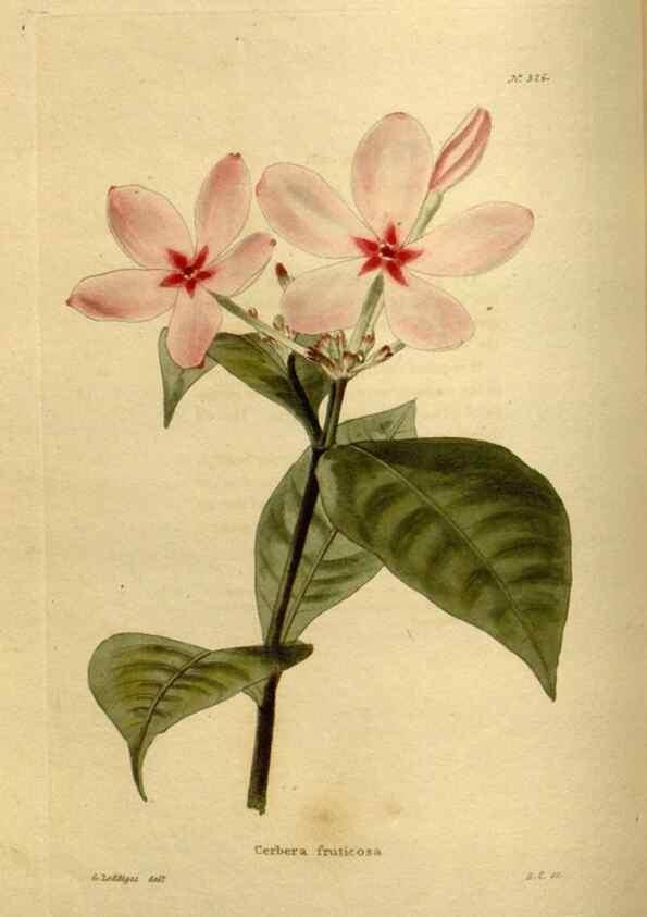 Reproducción/Reproduction 48636987883: The botanical cabinet. London :John & Arthur Arch ...,1817-1833.. 