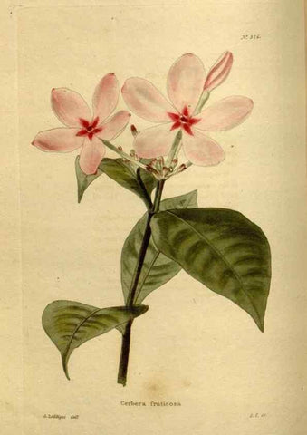 Reproducción/Reproduction 48636987883: The botanical cabinet. London :John & Arthur Arch ...,1817-1833.. 