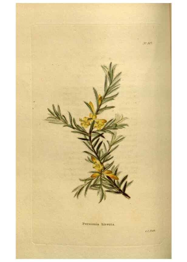 Reproducción/Reproduction 48636988343: The botanical cabinet. London :John & Arthur Arch ...,1817-1833.. 