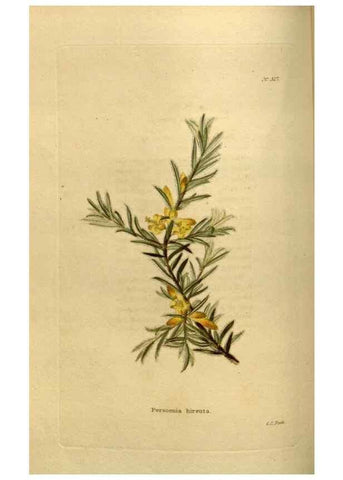 Reproducción/Reproduction 48636988343: The botanical cabinet. London :John & Arthur Arch ...,1817-1833.. 