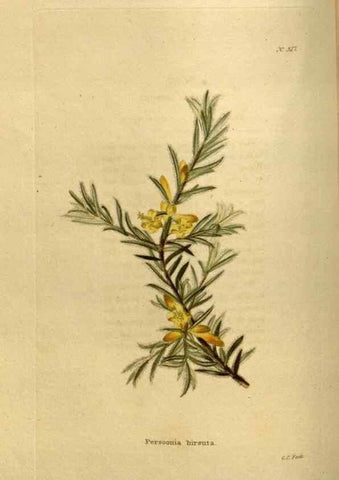 Reproducción/Reproduction 48636988343: The botanical cabinet. London :John & Arthur Arch ...,1817-1833.. 