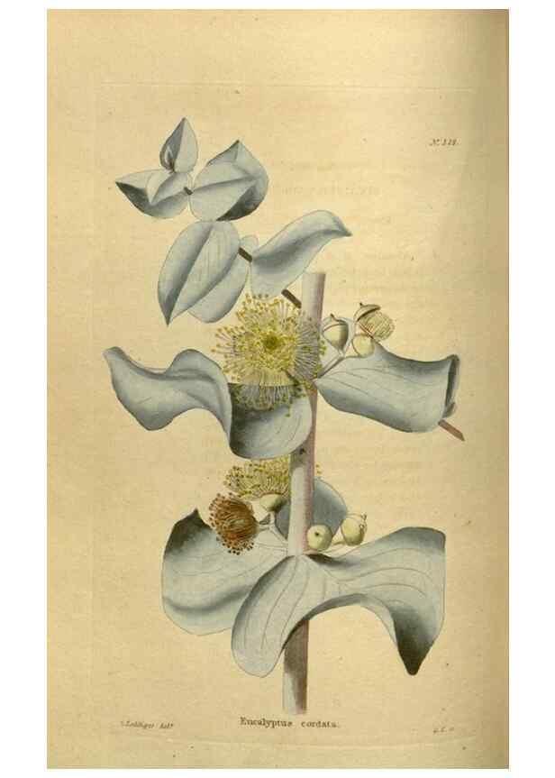 Reproducción/Reproduction 48637482347: The botanical cabinet. London :John & Arthur Arch ...,1817-1833.. 