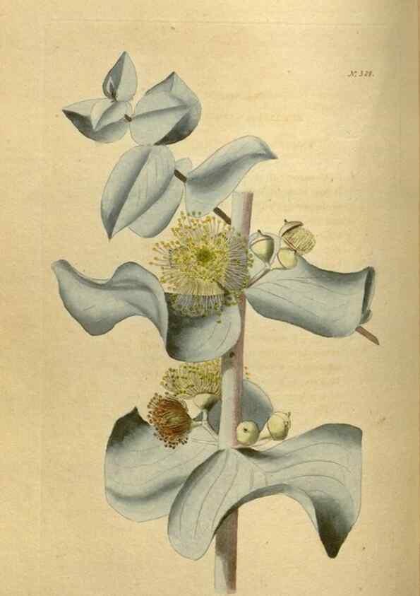 Reproducción/Reproduction 48637482347: The botanical cabinet. London :John & Arthur Arch ...,1817-1833.. 