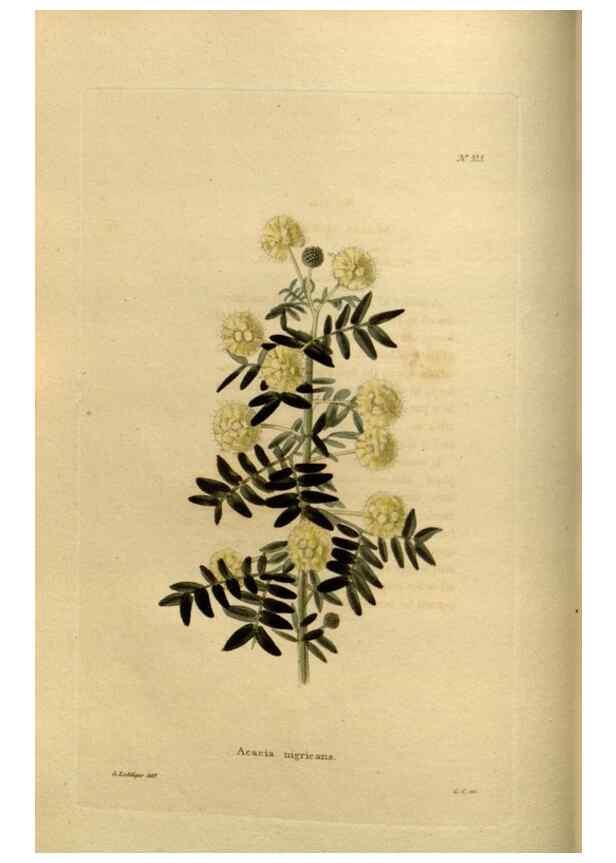 Reproducción/Reproduction 48637334831: The botanical cabinet. London :John & Arthur Arch ...,1817-1833.. 