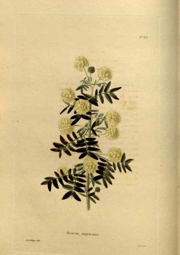 Reproducción/Reproduction 48637334831: The botanical cabinet. London :John & Arthur Arch ...,1817-1833.. 
