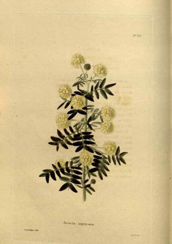 Reproducción/Reproduction 48637334831: The botanical cabinet. London :John & Arthur Arch ...,1817-1833.. 