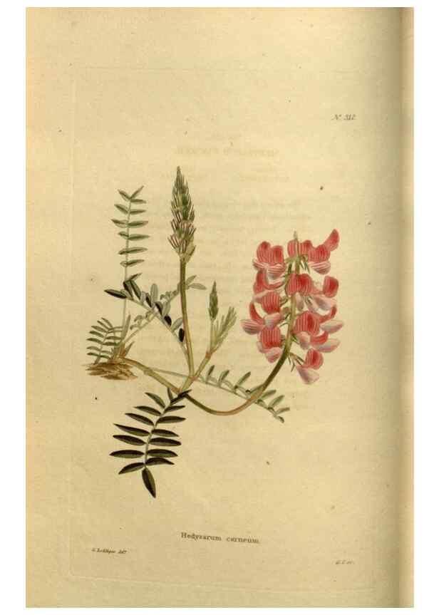 Reproducción/Reproduction 48636983498: The botanical cabinet. London :John & Arthur Arch ...,1817-1833.. 