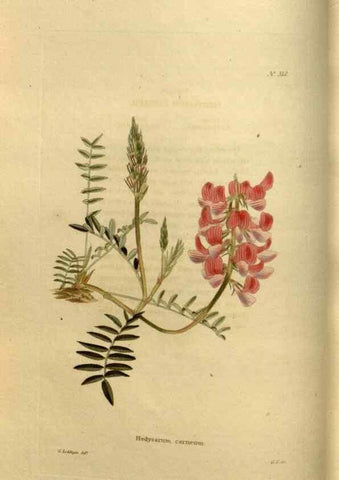 Reproducción/Reproduction 48636983498: The botanical cabinet. London :John & Arthur Arch ...,1817-1833.. 
