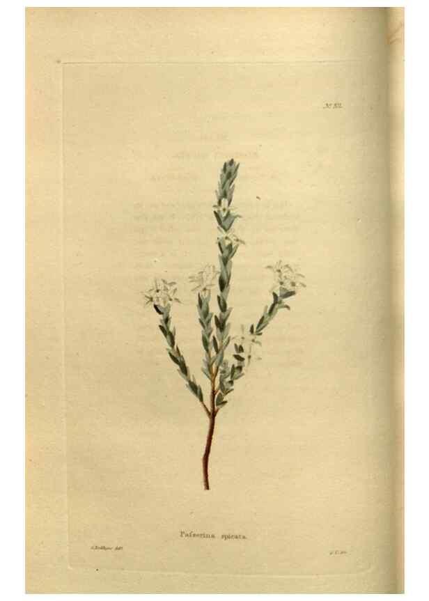 Reproducción/Reproduction 48636983148: The botanical cabinet. London :John & Arthur Arch ...,1817-1833.. 