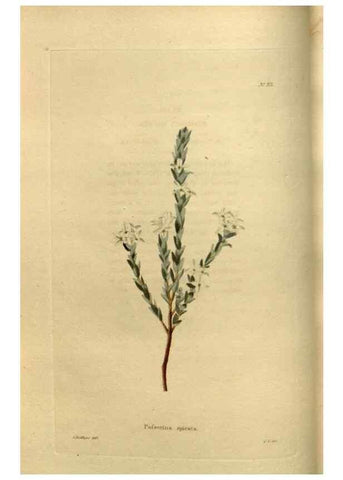 Reproducción/Reproduction 48636983148: The botanical cabinet. London :John & Arthur Arch ...,1817-1833.. 