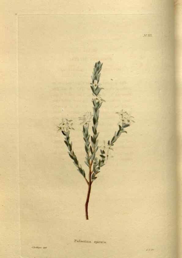 Reproducción/Reproduction 48636983148: The botanical cabinet. London :John & Arthur Arch ...,1817-1833.. 