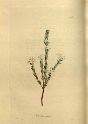 Reproducción/Reproduction 48636983148: The botanical cabinet. London :John & Arthur Arch ...,1817-1833.. 