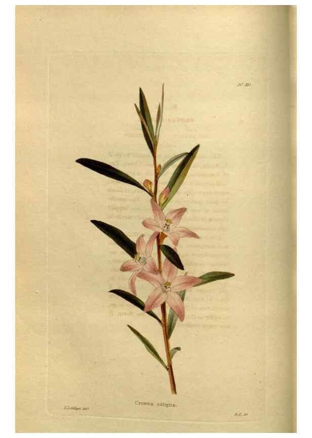 Reproducción/Reproduction 48637475972: The botanical cabinet. London :John & Arthur Arch ...,1817-1833.. 