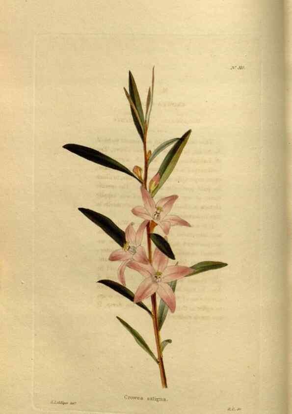Reproducción/Reproduction 48637475972: The botanical cabinet. London :John & Arthur Arch ...,1817-1833.. 
