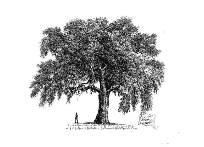 Reproducción/Reproduction 48637271047: The trees of America.. Boston,W. White[1855-58]. 