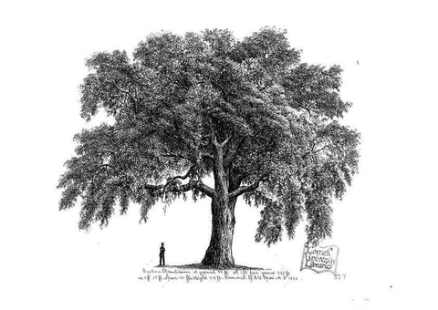 Reproducción/Reproduction 48637271047: The trees of America.. Boston,W. White[1855-58]. 
