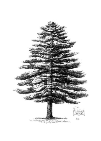 Reproducción/Reproduction 48636777633: The trees of America.. Boston,W. White[1855-58]. 