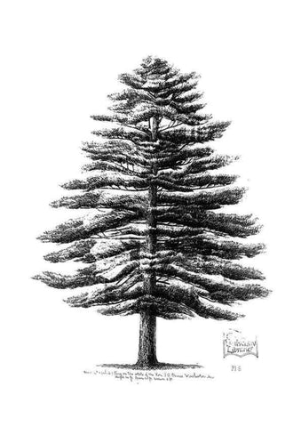 Reproducción/Reproduction 48636777633: The trees of America.. Boston,W. White[1855-58]. 