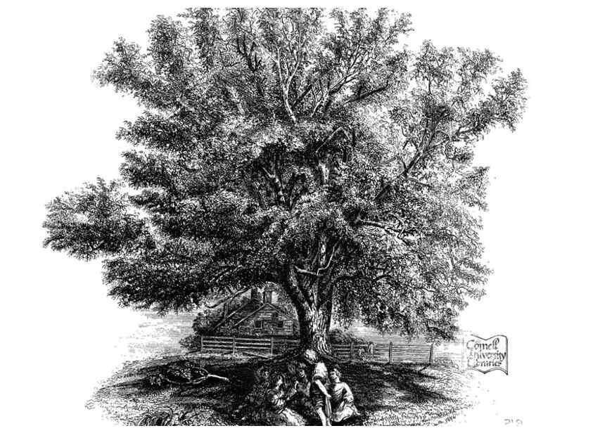 Reproducción/Reproduction 48636778053: The trees of America.. Boston,W. White[1855-58]. 