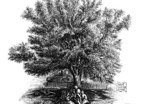 Reproducción/Reproduction 48636778053: The trees of America.. Boston,W. White[1855-58]. 