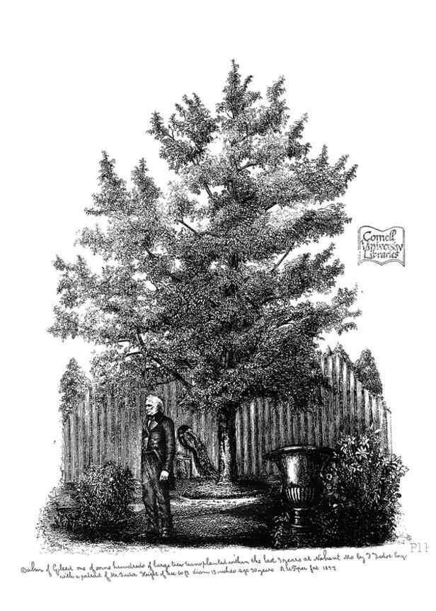Reproducción/Reproduction 48637131211: The trees of America.. Boston,W. White[1855-58]. 