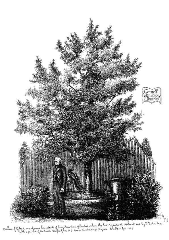 Reproducción/Reproduction 48637131211: The trees of America.. Boston,W. White[1855-58]. 