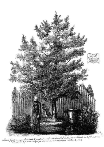 Reproducción/Reproduction 48637131211: The trees of America.. Boston,W. White[1855-58]. 