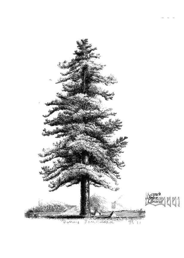 Reproducción/Reproduction 48637131896: The trees of America.. Boston,W. White[1855-58]. 