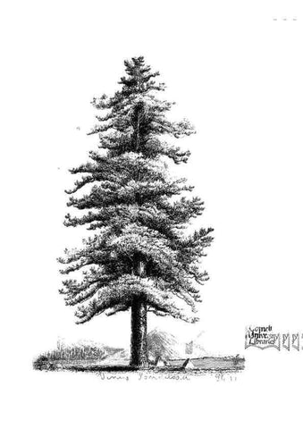 Reproducción/Reproduction 48637131896: The trees of America.. Boston,W. White[1855-58]. 