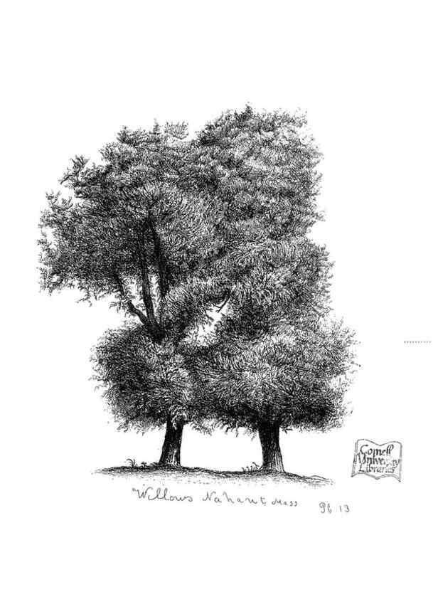 Reproducción/Reproduction 48637132331: The trees of America.. Boston,W. White[1855-58]. 